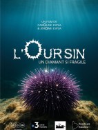 L OURSIN UN DIAMANT SI FRAGILE